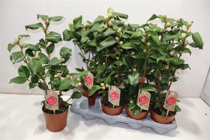 <h4>Came J Dr King</h4>