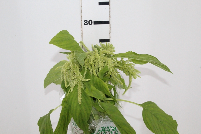 <h4>AMARANTHUS D. VERDE 070 CM VERDE</h4>