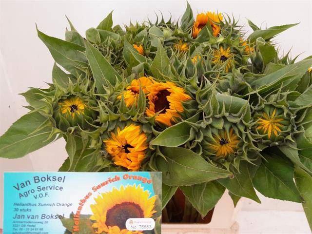 <h4>HELIANTHUS SUNRICH ORANGE EX</h4>