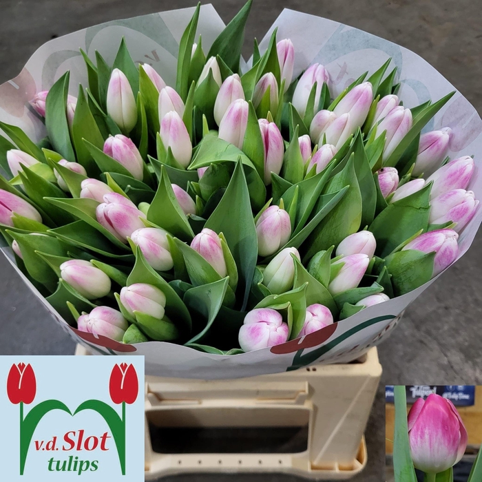 <h4>TU EN FLORENCE</h4>