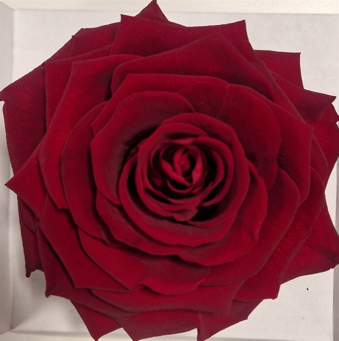 <h4>Ro Pres Xl Red</h4>