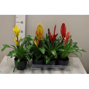 ARR BROMELIA