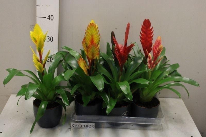 <h4>ARR BROMELIA</h4>