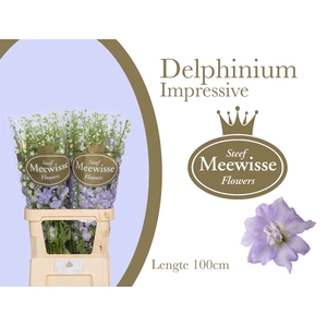 Delphinium Impressive Milka