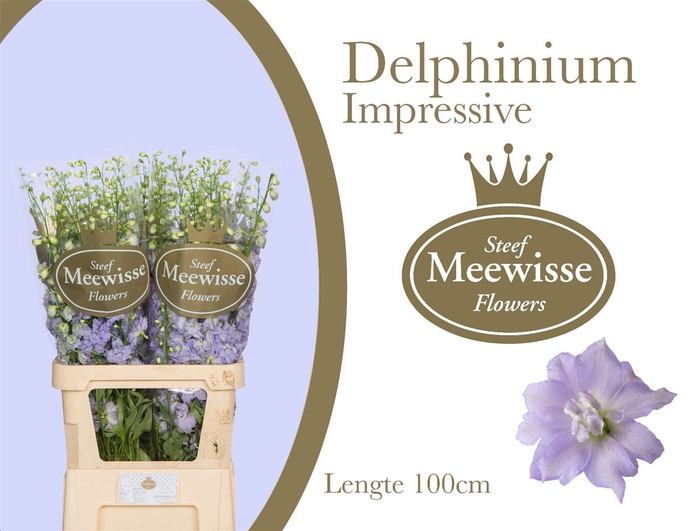 <h4>Delphinium Impressive Milka</h4>