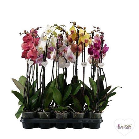 <h4>Phalaenopsis Donkere Mix - 2 Tak 70</h4>