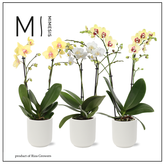 <h4>Phalaenopsis Multi Easter Mix 2 spike - 12cm in Atlanta White | Mimesis</h4>