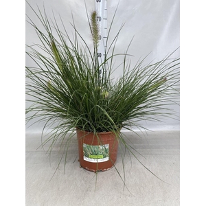 Pennisetum alopec. 'Hameln'