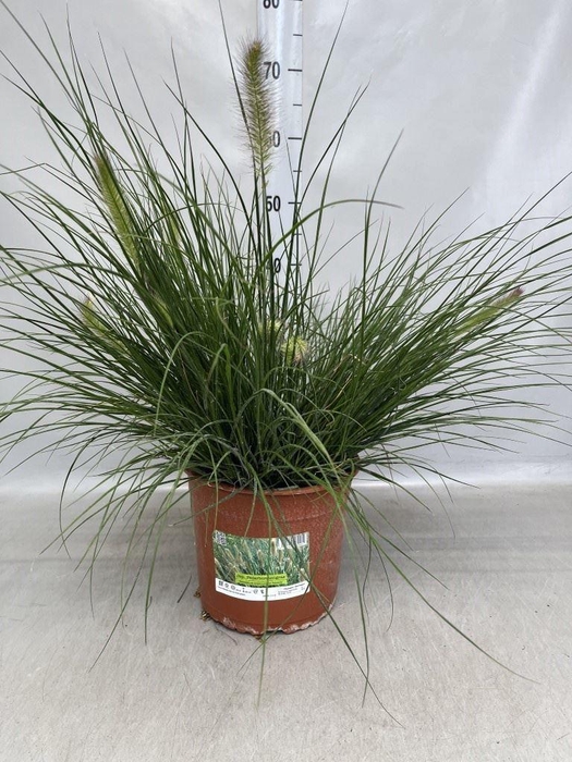 <h4>Pennisetum alopec. 'Hameln'</h4>
