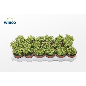 Crassula Afra Mediopicta