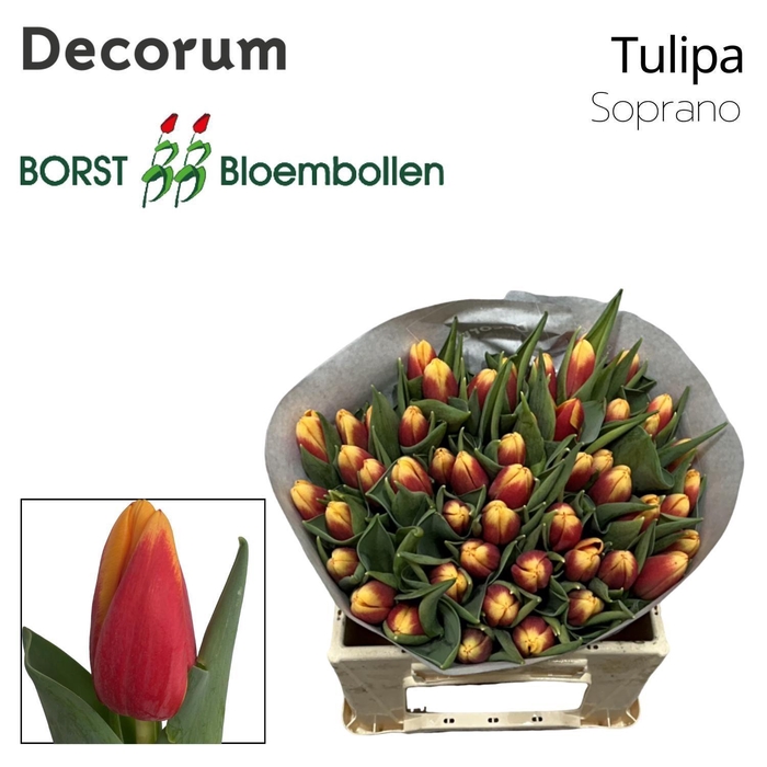 <h4>TU EN Soprano</h4>