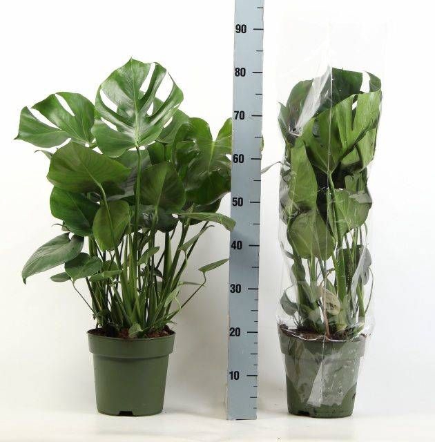 <h4>MONSTERA DELICIOSA</h4>