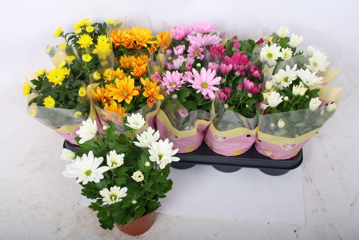 <h4>CHRYS GEM 5 KL</h4>