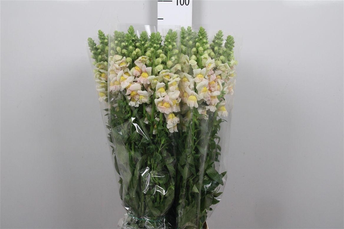 <h4>Antir It. Apricot</h4>