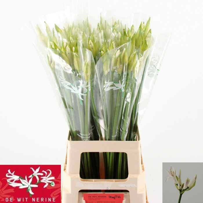 <h4>NE BO BIANCANEVE</h4>