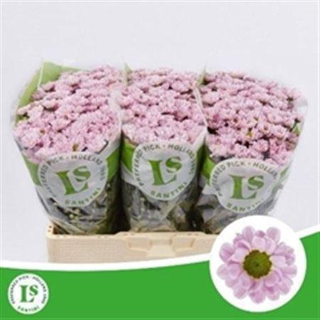 <h4>Chr San Rossi Pink</h4>