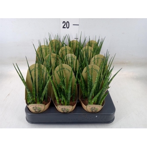 Sansevieria  'Fernwood'