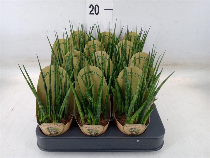 <h4>Sansevieria  'Fernwood'</h4>