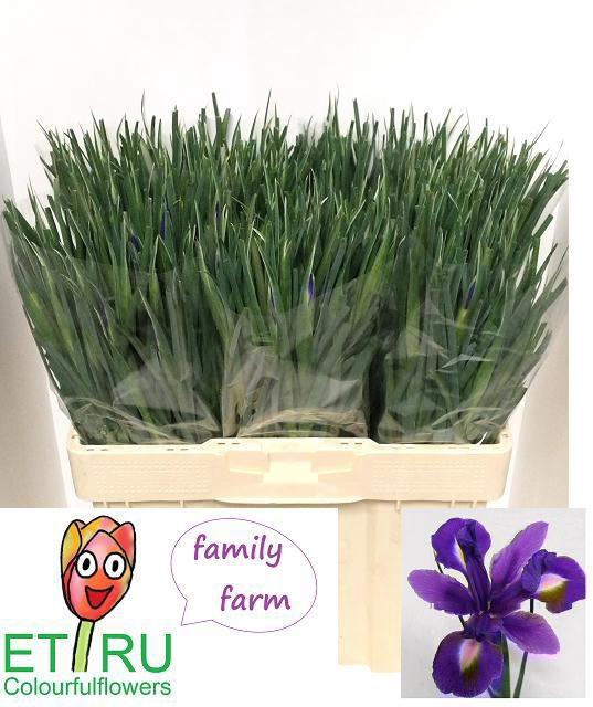 <h4>IRIS BLUE MAGIC</h4>