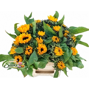 HELIANTHUS SUNRICH ORANGE HELI SUNR