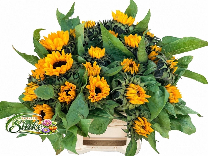 <h4>HELIANTHUS SUNRICH ORANGE HELI SUNR</h4>