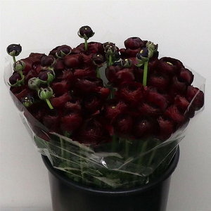 Ran Su Sr Nerone Black Extra