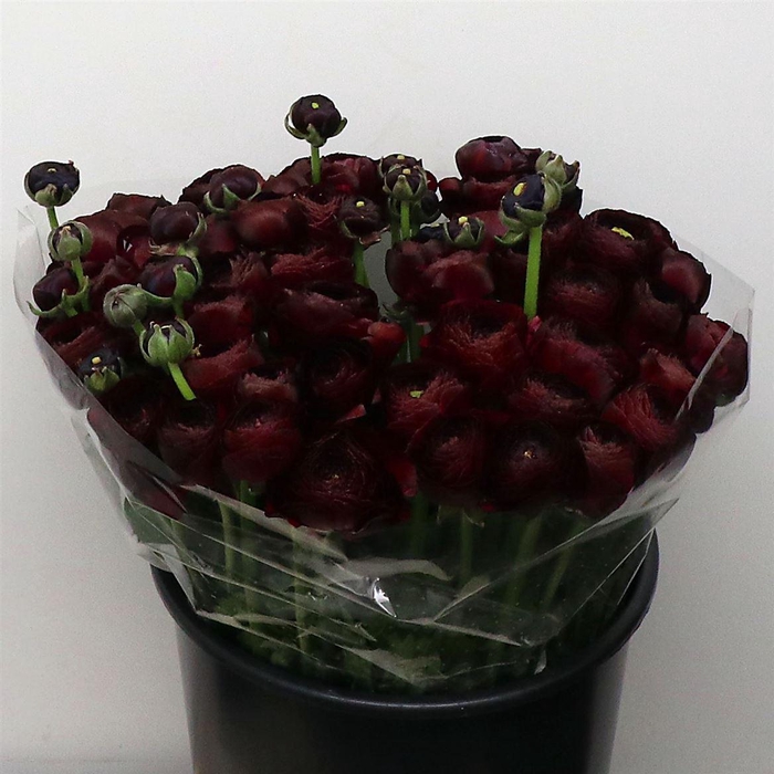 <h4>Ran Su Sr Nerone Black Extra</h4>