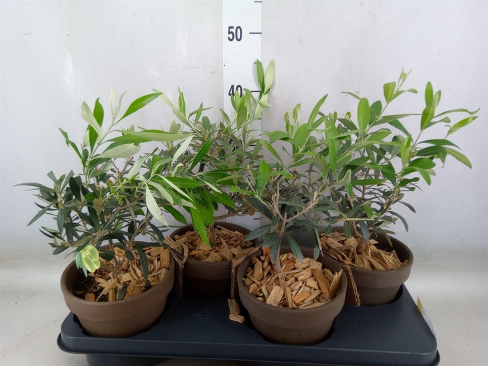 <h4>Arr.   Tuinplanten L%</h4>