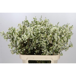 Chamelaucium Ivory Pearl