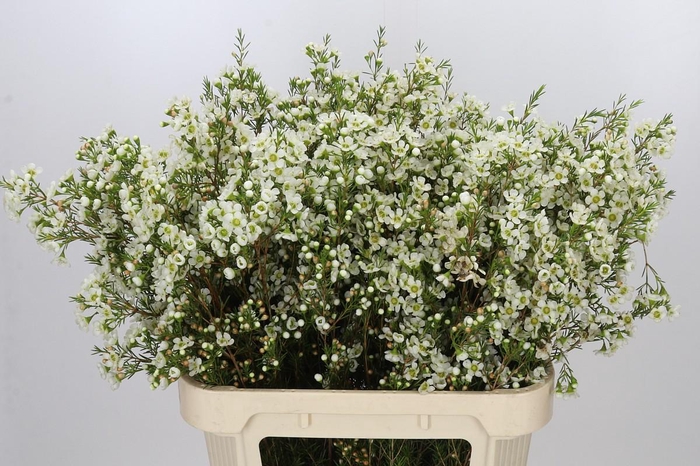 <h4>Chamelaucium Ivory Pearl</h4>