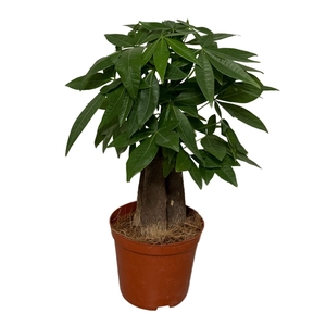 Pachira aquatica