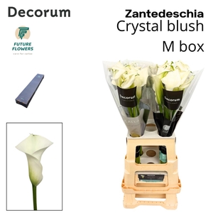 Zant Crystal Blush Medium Box 65 Cm, 40 St.