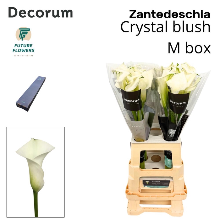 <h4>Zant Crystal Blush Medium Box 65 Cm, 40 St.</h4>
