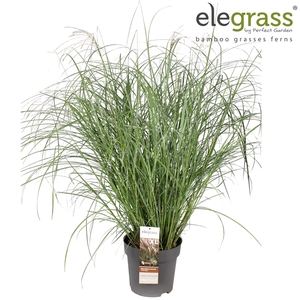 Miscanthus sinensis 'Ards Angel' P29