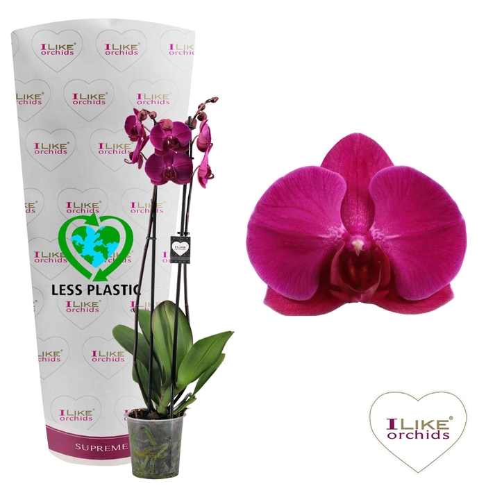 <h4>Phalaenopsis Stellenbosch - 2 tak 80cm (Less Plastic)</h4>
