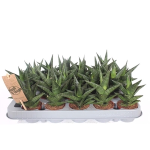 Sansevieria cylindrica overig Kabuto