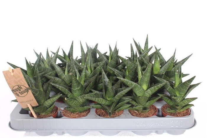 <h4>Sansevieria Kabuto</h4>
