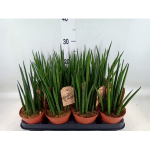 Sansevieria bacularis