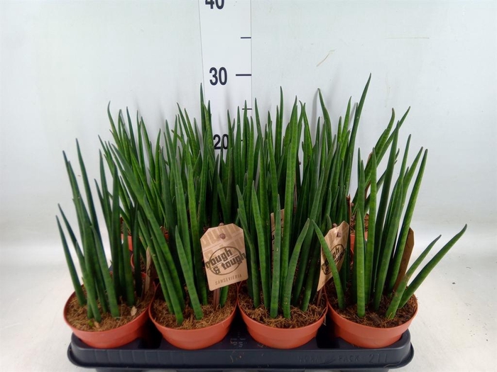 <h4>Sansevieria bacularis</h4>