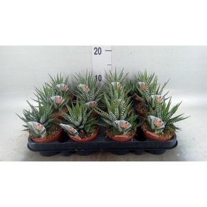 Haworthia fasciata 'Big Band'