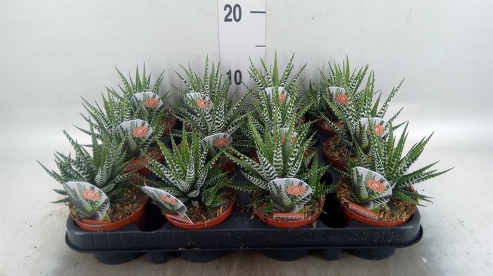 <h4>Haworthia fasciata 'Big Band'</h4>