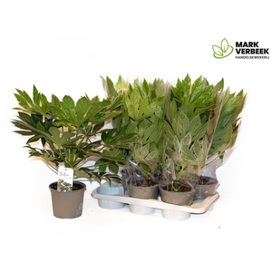 FATSIA VARIEGATA
