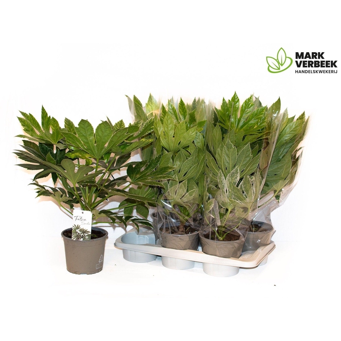 <h4>FATSIA VARIEGATA</h4>