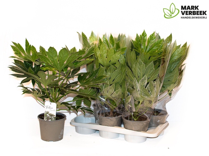 <h4>fatsia Spider Web</h4>