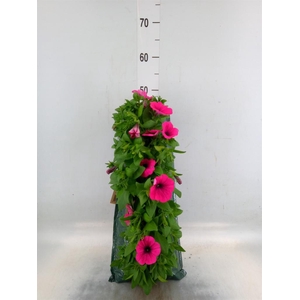 Perkplanten   ...sorted   [Bedding]