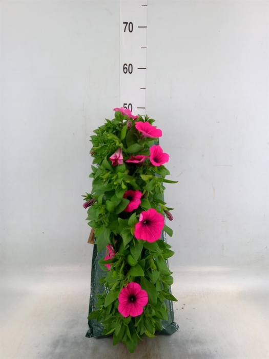 <h4>Perkplanten   ...sorted   [Bedding]</h4>