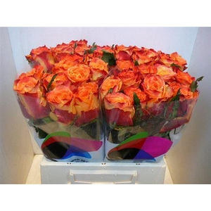 R Gr Silantoi@ (big)