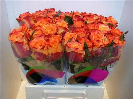 <h4>R Gr Silantoi@ (big)</h4>