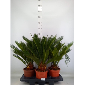 Cycas revoluta