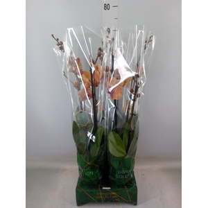 Phalaenopsis   ...orange